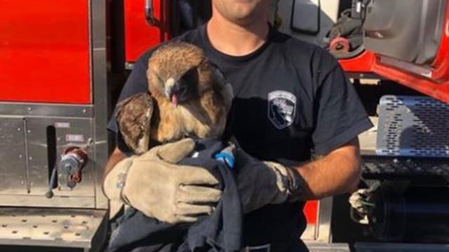 injured-hawk-cal-fire.jpg 