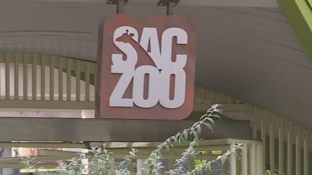 SACZOO.jpg 