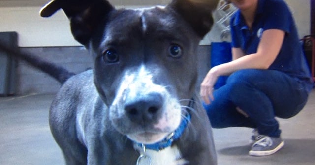 Dognapping At Berkeley Humane Society Was Inside Job - CBS San Francisco