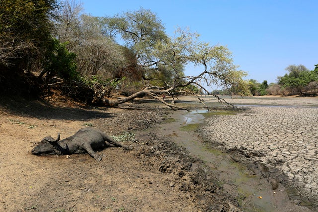Zimbabwe Wildlife Drought 