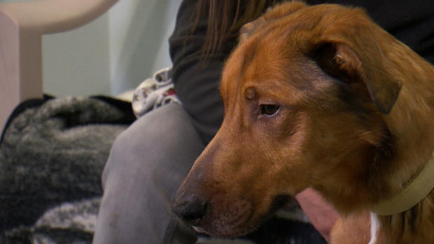 Gabriel The Dog found malnourished emaciated in Wisconsin 