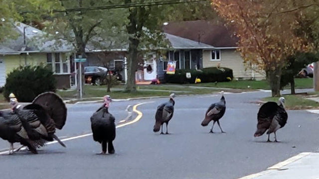 Todd Frazier says Toms River wild turkeys are a menace 