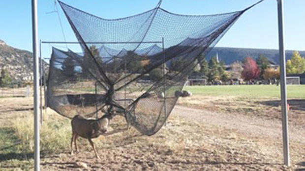 deer netting credit cpw sw region 