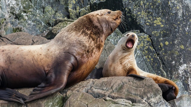 Steller sea lions in southeast Alaska 