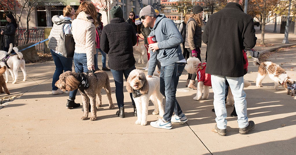 So Cute: Pittsburgh's Doodle Group Holds Photoshoot On North Shore ...