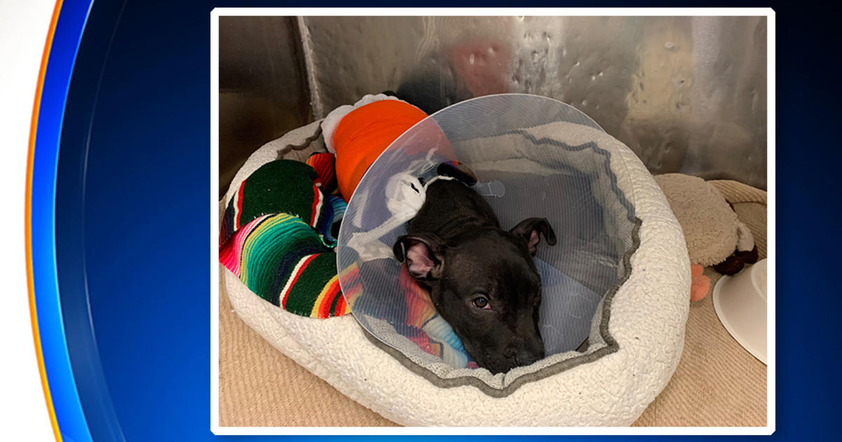 Animal Shelter Says 3-Month-Old Pit Bull Puppy Was Set On Fire In Paterson,  NJ - CBS New York