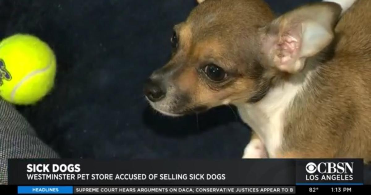 Westminster Pet Store Accused Of Selling Sick Puppies Closes Its