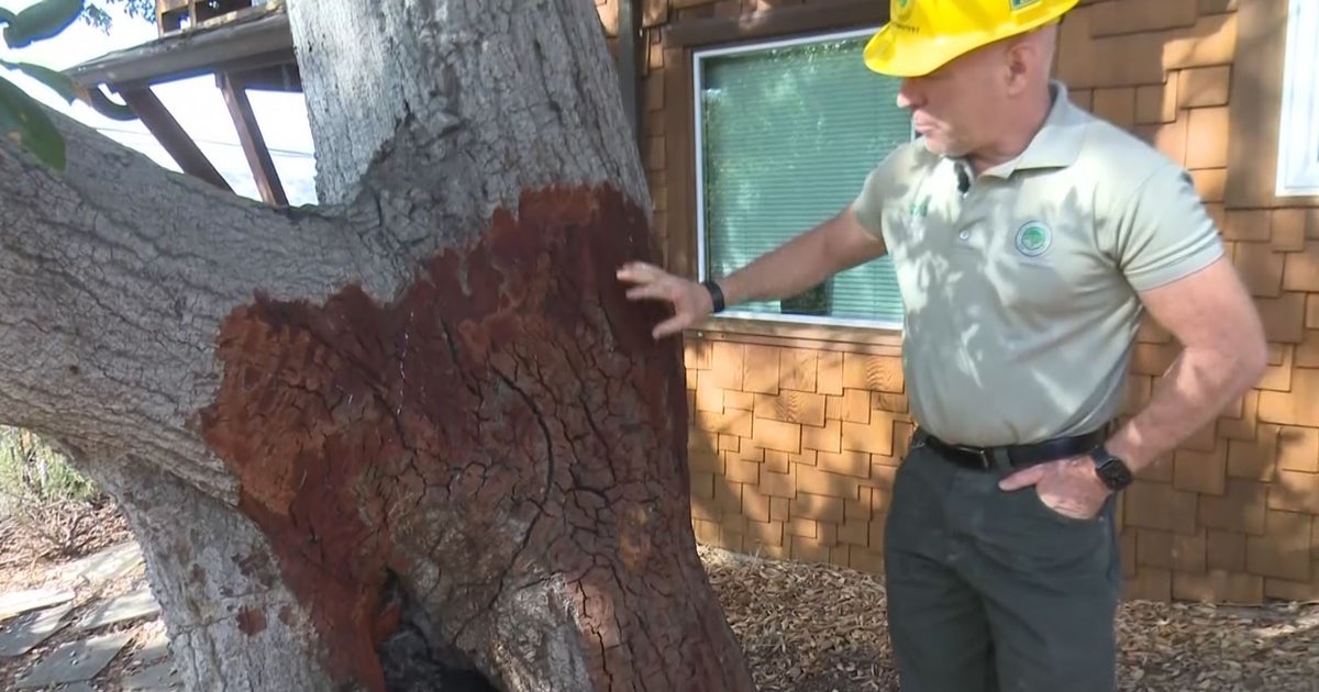 Experts Warn Of Surge In Sudden Oak Death Infections In North Bay CBS