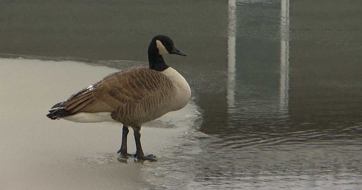 Stolen St. Paul Goose Statute Reappears At Recycling Center CBS Minnesota