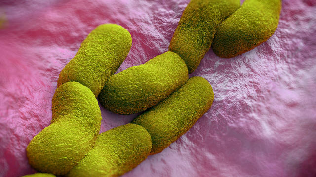 Yersinia pestis (plague) bacteria 