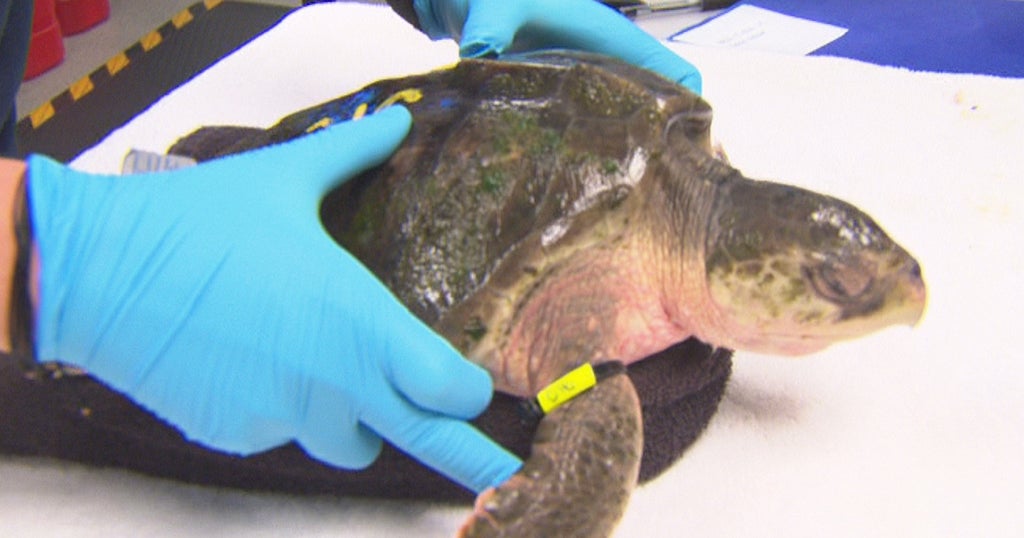 'Conservation Marathon': Endangered Sea Turtles Rescued As Cold Snap ...