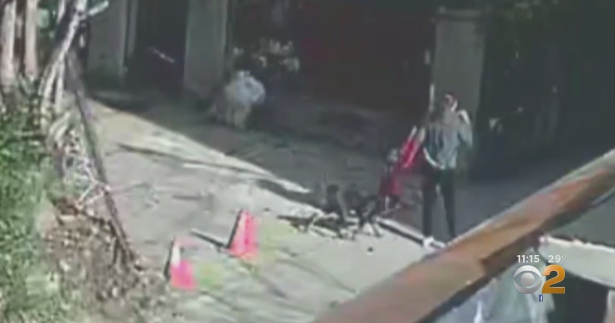 Caught On Camera: Woman Seen Walking Off With 4 Dogs Stolen In The ...