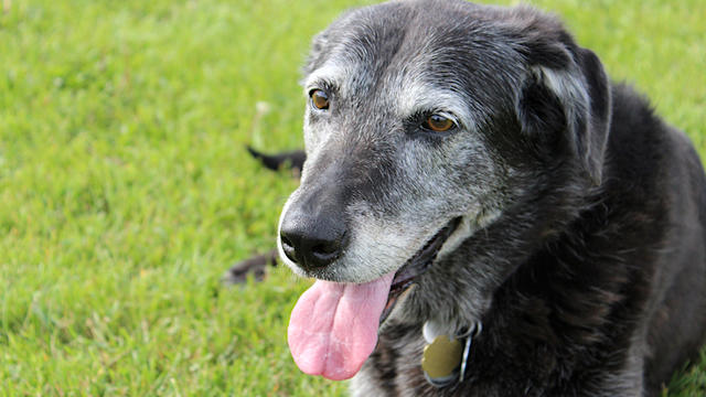 old-dog-635820902.jpg 