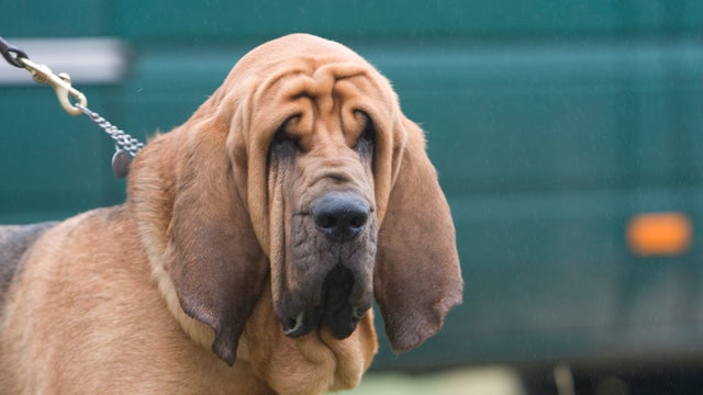 bloodhound-john-leslie.jpg 