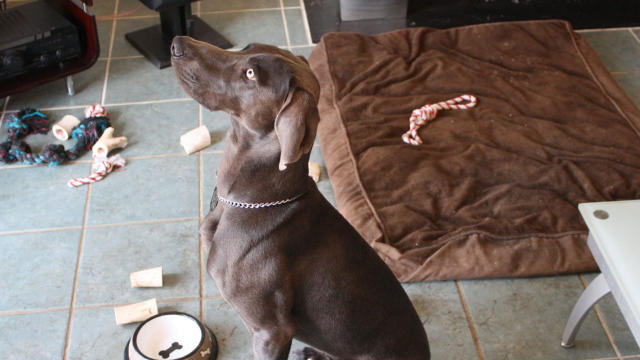 Mutley the Weimaraner 