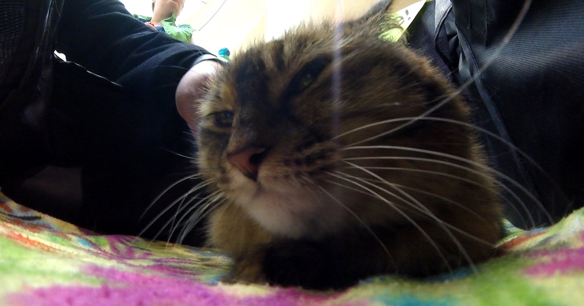 MSP Airport's Therapy Cat, Stitches, Is The New Favorite Feline CBS Minnesota