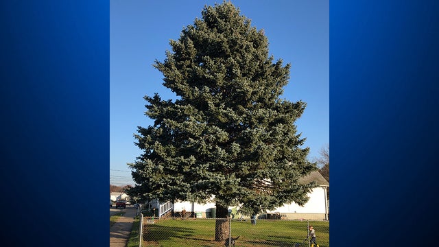 springdalechristmastree.jpg 