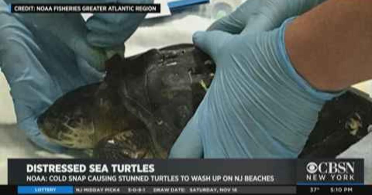 Cold-Stunned' Turtles Washing Ashore On Local Beaches, Experts Say - CBS  New York