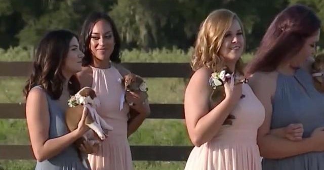Bridesmaids swap bouquets for puppies up for adoption