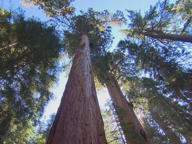 sequoia-grove-at-sequoia-national-park-promo.jpg 