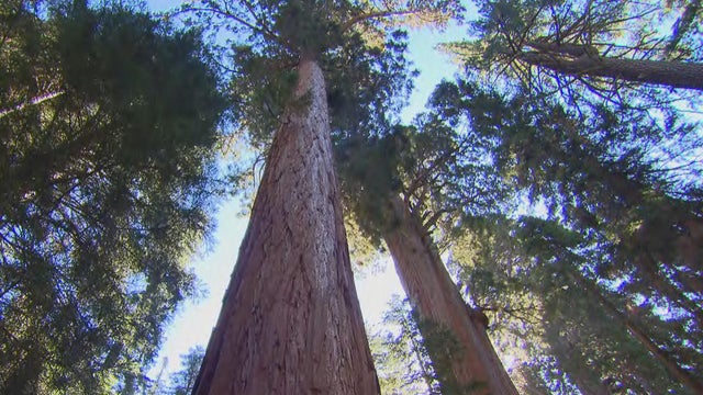 sequoia-grove-at-sequoia-national-park-promo.jpg 