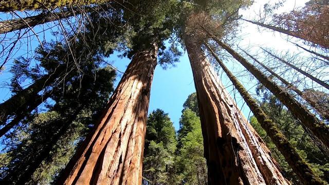 1118-ctm-sequoiascience-vigliotti-1979267-640x360.jpg 