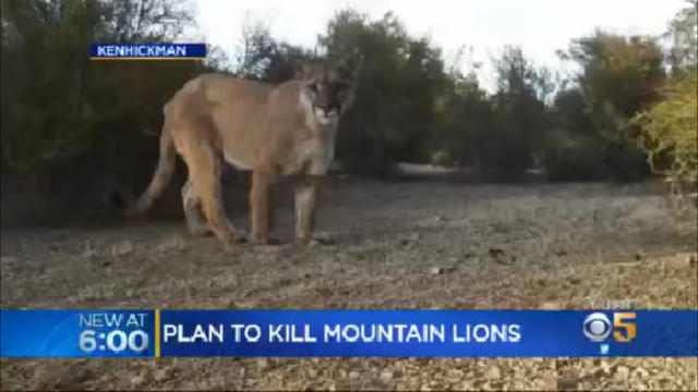 mountain-lion.jpg 