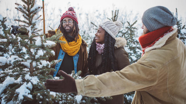 Picking right Christmas tree in Christmas tree farm 