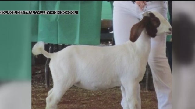BELLA-PRIZED-GOAT.jpg 