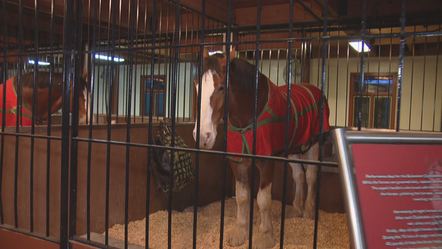 BUDWEISER CLYDESDALES 12LOOKLIVE.transfer_frame_725 