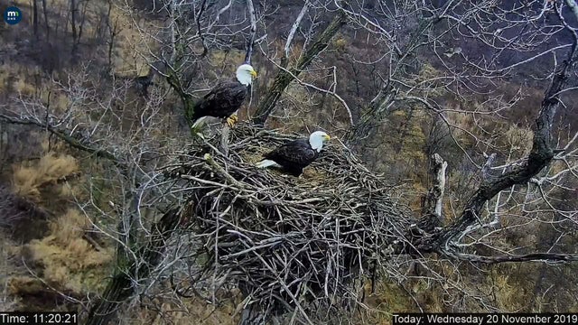Eagle-Cam.jpg 