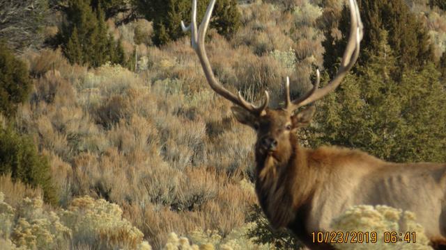 bull-elk-illegally-killed-dinosaur-colorado.jpg 