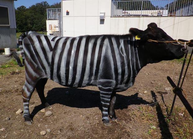 plos-one-zebra-cow.jpg 