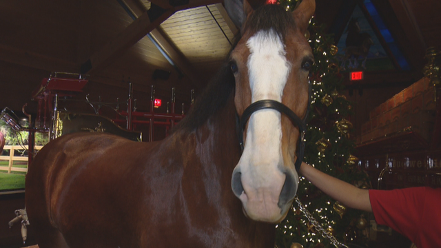 BUDWEISER CLYDESDALES 12LOOKLIVE.transfer_frame_1581 