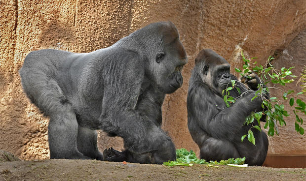 Expectant-Parents---Male-Western-Lowland-Gorilla-Silverback-Kelly-and-Female-Western-Lowland-Gorilla-N'djia,-photo-by-Tad-Motoyama 