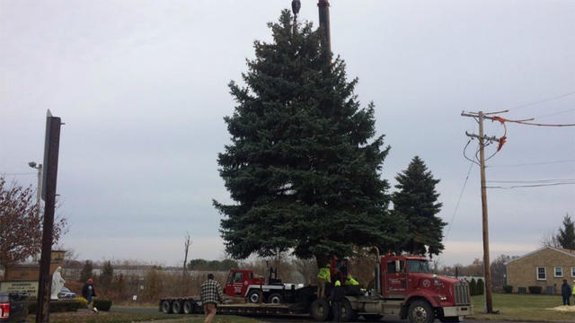 youngstown-christmas-tree.jpg 