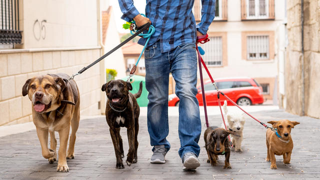Professional dog walker or pet sitter walking a pack of cute different breed and rescue dogs on leash at city street. 