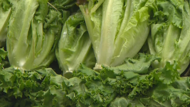 1122-en-ecolilettuce-yuccas-1982556-640x360.jpg 