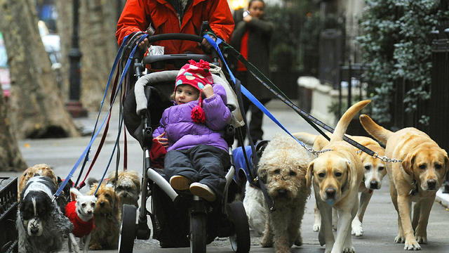 A dog walker pushes a child in a strolle 