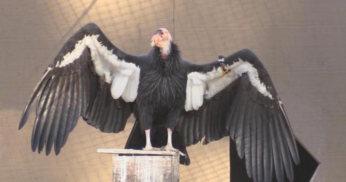 California condors: Bird population bolstered by Los Angeles Zoo ...