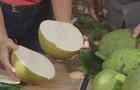 breadfruit-cut-open-promo.jpg 