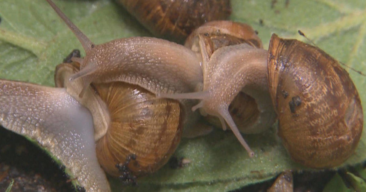 Snails, the original slow food - CBS News