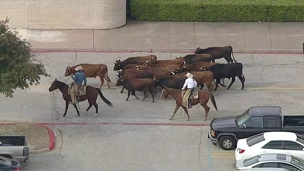 Red Kettle Cattle Drive 