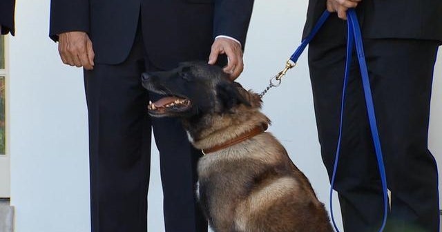 Hero military dog Conan honored for raid on ISIS leader