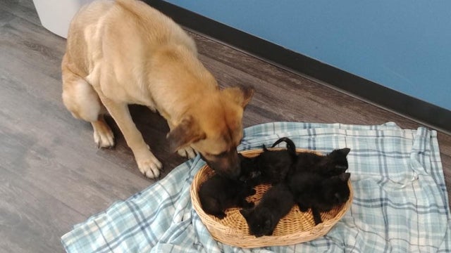 dogkittens-1-1.jpg 