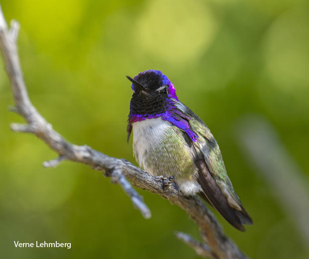 costas-hummingbird-verne-lehmberg-620.jpg 