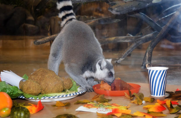 Thanksgiving Food At Brookfield Zoo 