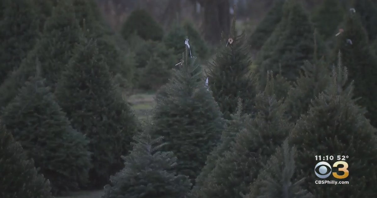 Christmas Tree Shortage Leading To Higher Prices CBS Philadelphia