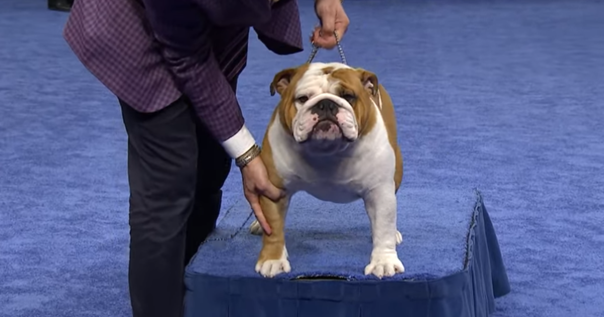 what dog won best in show