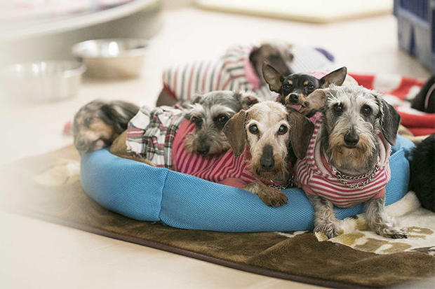 japan-shelter-dogs.jpg 
